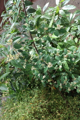 Cotoneaster glaucophyllus