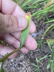Oenothera clelandii