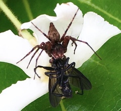 Oxyopes personatus
