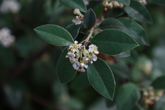 Cotoneaster glaucophyllus