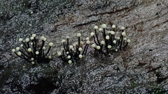 Stromatographium stromaticum