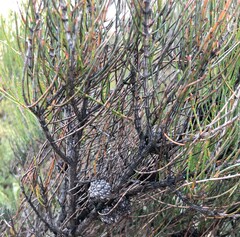 Allocasuarina pusilla