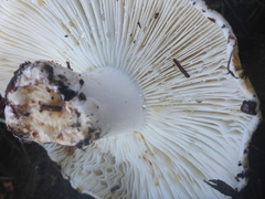 Russula brevipes acrior