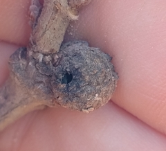 Andricus caliciformis