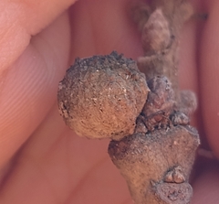 Andricus caliciformis