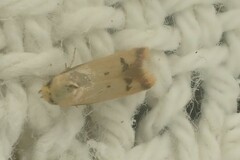 Tachystola hemisema