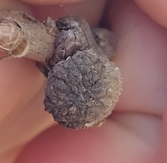 Andricus caliciformis