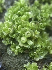 Sphaerocarpos michelii