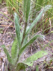Hieracium longipilum