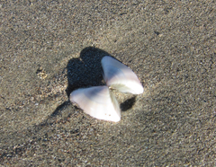 Donax punctatostriatus