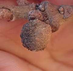 Andricus caliciformis