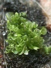 Sphaerocarpos michelii