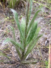 Hieracium longipilum