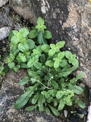 Sairocarpus nuttallianus