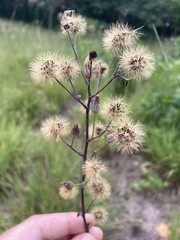 Hieracium longipilum