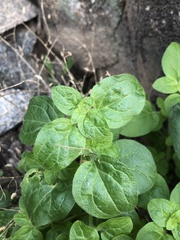 Sairocarpus nuttallianus