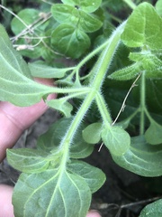 Sairocarpus nuttallianus