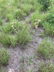 Hieracium longipilum