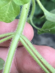 Sairocarpus nuttallianus