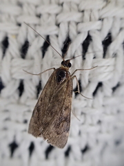 Achyra affinitalis