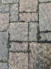 Sphaerocarpos michelii