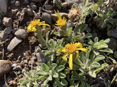 Heterotheca sessiliflora