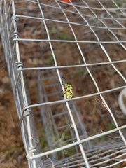 Scutiphora pedicellata