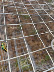 Scutiphora pedicellata