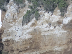 Phalacrocorax punctatus