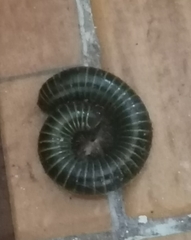 Anadenobolus monilicornis