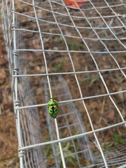 Scutiphora pedicellata