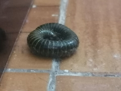Anadenobolus monilicornis