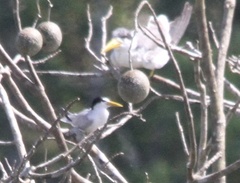Sternula superciliaris