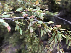 Leptospermum coriaceum