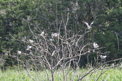Sternula superciliaris