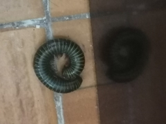 Anadenobolus monilicornis