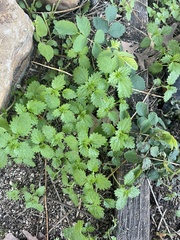 Hesperocnide tenella