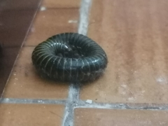 Anadenobolus monilicornis