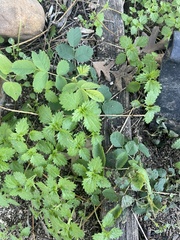 Hesperocnide tenella