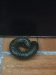 Anadenobolus monilicornis