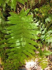 Leptopteris hymenophylloides