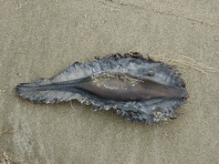 Callorhinchus milii