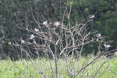 Sternula superciliaris