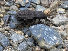 Amycterus