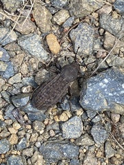 Amycterus
