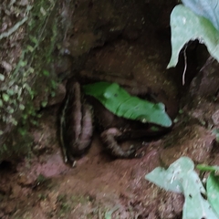 Odorrana chloronota