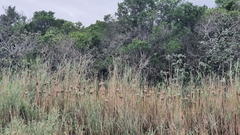 Ploceus subaureus subaureus