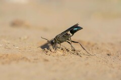 Stangeella cyaniventris