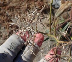 Palafoxia arida arida