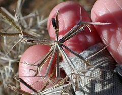 Palafoxia arida arida
